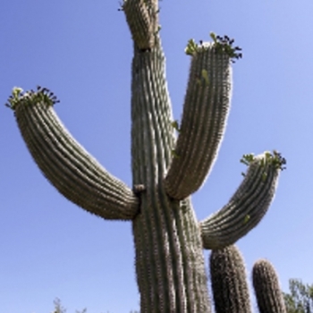 kaktust Güneşi