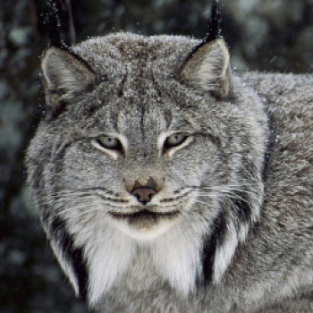 Gray Lynx