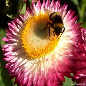 arı çiçek