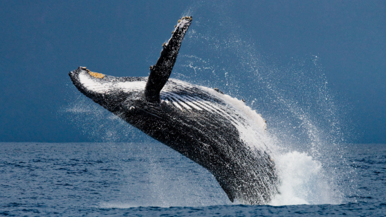 Balinalar, Fiyatların Düşmesiyle 94 Milyon Dolarlık ETH Topladı