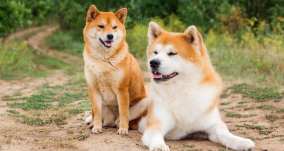 Shiba Inu ve Dogecoin’de son durum