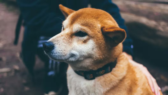Dogecoin grafiğinde "golden cross" yaklaşıyor: DOGE'yi ne bekliyor?