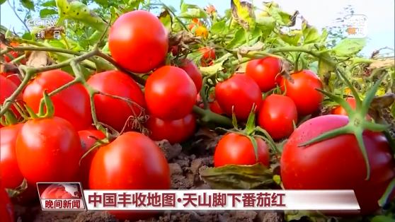 Xinjiang: Dünya domates pazarının yeni yıldızı